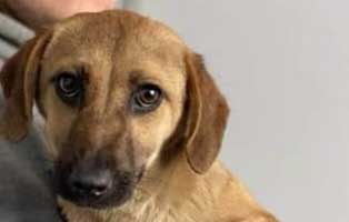 hund prya weiblich rumaenien 1 Jahr