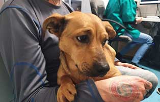 hund scooby doo verlassen rueckenverkruemmung