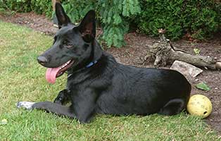 hund toddler luca zuhause gefunden