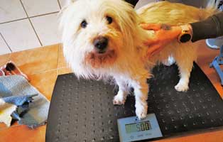 hund willi abgegeben vernachlaessigt-unterernaehrt