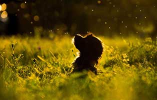 hunde pollen allergie