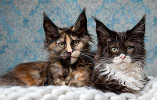 kastration bei katzen blog