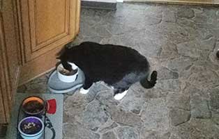 kater quax zuhause gefunden