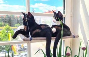 kater remusfip heilung update freund