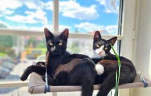 kater remus fip heilung update schaut