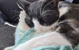 kater remus fip heilung update schlaeft