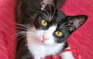 kater remus fip heilung update1