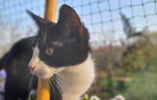 kater remus fip heilung update2