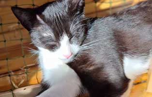 kater remus fip heilung update3