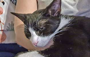 kater remus fip heilung