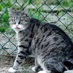 katze flavia notfall zaun