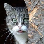 katze flavia notfall zunge