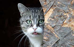 katze flavia notfall zunge