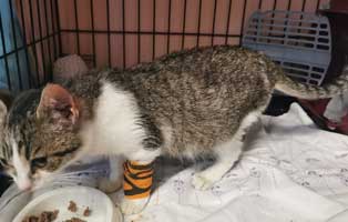 katze marlene ohrpolyp verband