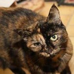 katze masha notfall auge