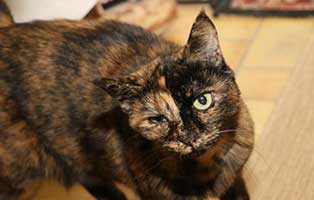 katze masha notfall auge