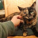 katze masha notfall gestreichelt