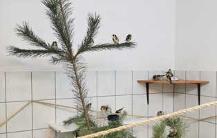 prachtfinken aufgepaeppelt freigelassen baum