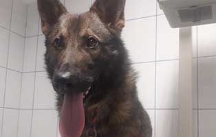 schäferhund falcon alte verletzung portrait