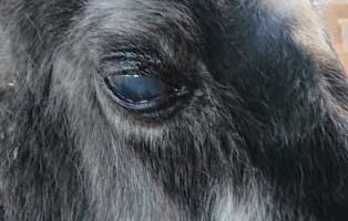 stute shadow augenspritzen gesicht