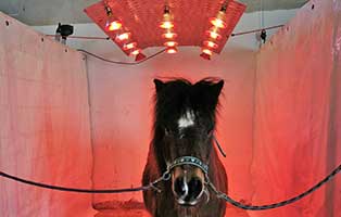 wardenburg solarium selbstgebau -pony