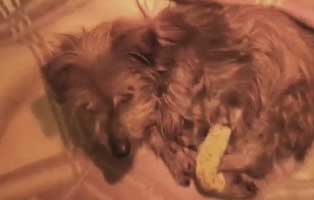 yorkie hugo will nicht fressen