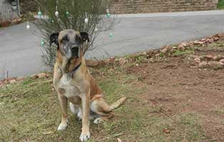 dogge paul zuhause gefunden