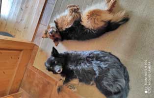 hund Janosch zuhause gefunden neu