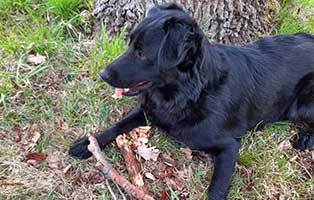 hund gabi zuhause gefunden