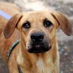 hund vito verstorben 01