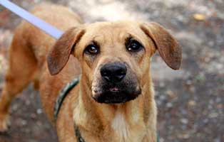 hund vito verstorben 01