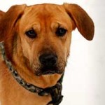 hund vito verstorben 02