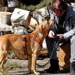 hund vito verstorben 03