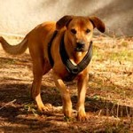 hund vito verstorben 04