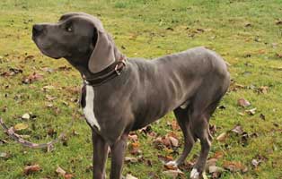 jahresbericht wollaberg 2019 dogge