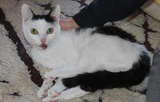 kater schauferl atemprobleme