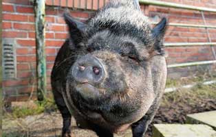 kuehnemund blog minipig