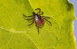 kuehnemund blog zeckenzeit