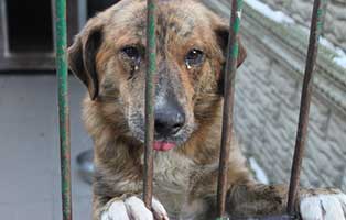 ruede01 2jahre aufnahmepatenschaft