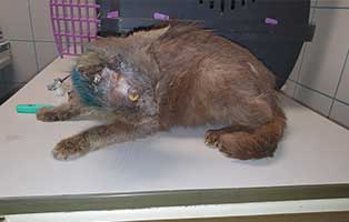 ungarn kater kazmer verletzt