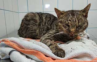 ungarn katze unfall schlechter zustand