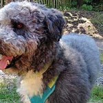 hund bobby wardenburg patentier klein03