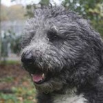 hund bobby wardenburg patentier klein04