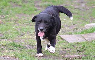 hund dotti weiblich 12 jahre