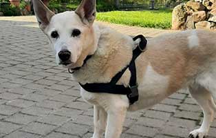 hund evi zuhause gefunden draussen