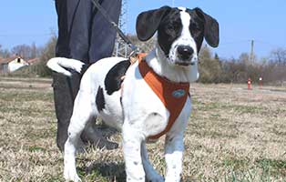 hund helmut maennlich 6 Monate