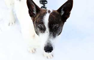 hund luna verstorben