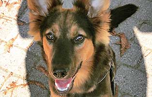 hund mini zuhause gefunden schatten