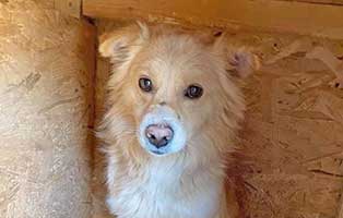 hund nuts rumaenien aufnahmepatenschaft