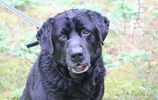 hund olli verstorben